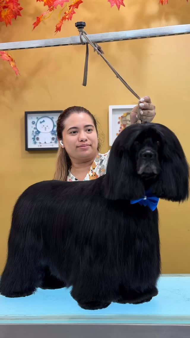 POV: Trajiste a tu perro al grooming… y salió listo para una revista
Este señorito claramente no vino a bañarse… vino a brillar.
Nivel de elegancia:
🖤 Pelaje perfecto
🖤 Silueta impecable
🖤 Actitud de “sé que soy el más guapo aquí”
Agenda tu cupo con nosotros y que tu mascota se convierta también en un modelo de revista
616342727
www.studiogroomingpanama.com