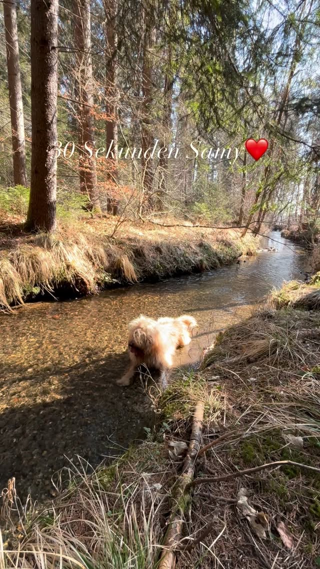 30 Sekunden Wald & Samy ❤️ #mel4animal #energy #waldbaden #veldenamwörthersee #worldsamys
