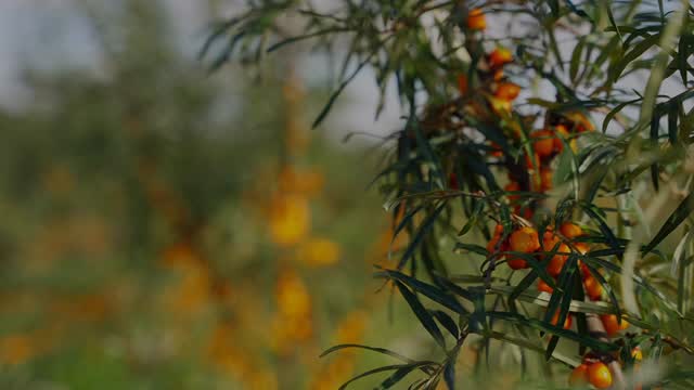 From the sacred mountains to your well-being our sea buckthorn adventure begins today! Discover our newest line, crafted to nourish you inside and out.
-
-
-
#seabuckthornjuice #miracleberry #noaddedsugar #superfruitpower #seabuckthorn