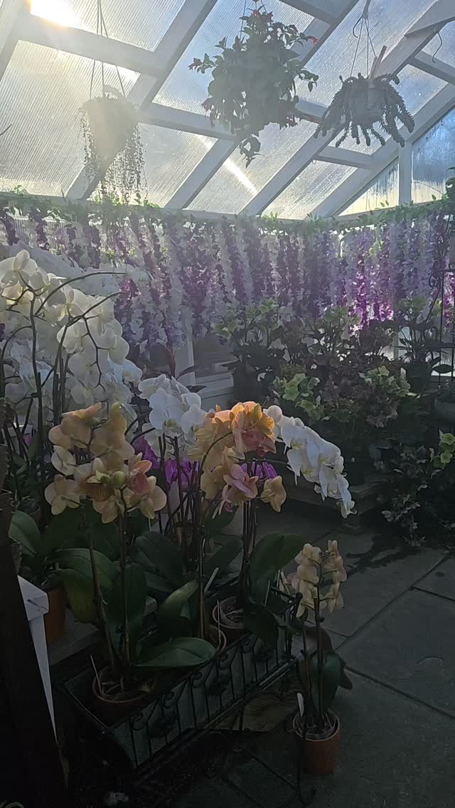 What started as a practical solution became one of our favorite spaces in the greenhouse.
As spring sunlight grew stronger, wet needed a way to protect our plants from too much sun, so we reimagined the space entirely. With study share, hanging wisteria, a peaceful seating area, and the gentle sound of a fountain, function turned into something beautifully immersive.
A reminder that's good garden design isn't just about a space looks- it's about how it feels.
Come slow down with is and experience the greenhouse in a whole new way.
#colonialgardens #greenhousereveal #gardencenterlife #fairfieldct #gardeninspiration