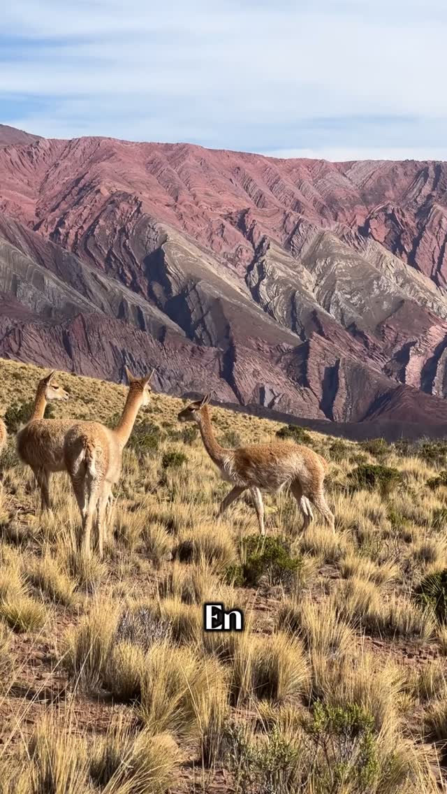 3 imperdibles ecuatorianos que encuentras en La Vid Restaurante Quito #Tulugarenelcentrohistorico #gastronomiaecuatoriana #comidatipica #centrohistorico