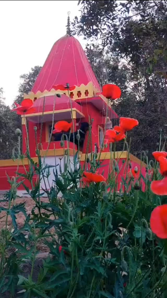 बसंत का आगमन कैंप बनास में!