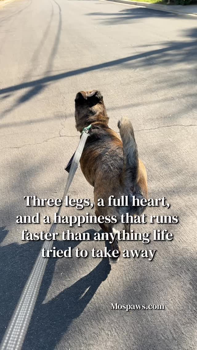 Trooper IS a trooper. Nothing can top this boy. Heart is full and life is good!! #dogsofinstagram #mospaws #doglovers