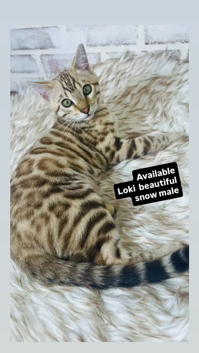 Loki is available. Beautiful snow male with amazing markings. #bengal #kitten #cats #fyp #casacruzranch