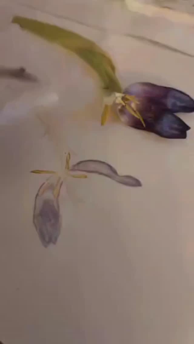 Manchmal vergleiche ich mit diesen vielen wundervollen botanischen Künstlerinnen und Illustratorinnen, die es so gibt.
...und dann gehts los:
Die können das ja viel besser.
Die Werke sind viel realistischer, ich sollte das doch gleich lassen, schon gar nicht unterrichten usw...
Ja, hätte ich auf diese Stimme gehört, würde es weder die Online-Kurse, noch Workshops noch die Ausbildung im botanischen Malen nach Alexander von Humboldt geben. Ich würde still und hiemlich vor mich hinmalen. Mehr nicht.🤷
Ich liebe es, all diese Werke dieser wundervollen Künstlerinnen anzuschauen, mich inspirieren zu lassen.
Nein, nicht vergleichen.
Niemals könnte ich da wegschauen, dadurch werden Herausforderungen klar und deutlich.
Ja, wer ist denn schon perfekt?
Und was, wenn wir immer zu warten würden, bis wir es besser können, uns perfektioniert haben und dann erst starten?
Dann würden wir noch in Höhlen leben. Fix. 🪨🛖
Du bist Inspiration. ✨Stets dann, wenn du dich auf den Prozess einlässt.
Wenn du losgehst, egal, wo du stehst.
Denn die Hürden und Herausforderungen musst du nicht alleine meistern.
Die Kraft entsteht im ausgerichteten miteinander Arbeiten. Das erlebst du in meinen Kursen. Egal ob Online oder in Präsenz.
Im kommenden 2-Tages-Workshop der Pingere vita Werkstatt arbeiten wir daran,
- deine Farben zum Strahlen zu bringen.
- deinem Erblühen: du wirst dich deiner wahren Natur nähern, dem Ursprung in dir.
- Herausforderungen zu meistern. Genau dort, wo es unsicher ist, entsteht Wachstum.
- Kraft und Energie zu schöpfen und zu generieren. Nachhaltig und wieder abrufbar in deinem Alltag.
- und wir werden natürlich botanisch Malen und uns leuchtkräftigen Motiven widmen und diese voll und ganz zum Strahlen bringen. 💚🌱🤩🌸🌻🪻🍃
Voraussetzungen:
Keine, Für Anfänger und Fortgeschrittene geeignet.
PINGERE VITA Werkstatt
2-Tages Workshop in PRÄSENZ
27.+28.3. 10-17:00 Uhr
in 3040 Markersdorf
Die Farben des Lebens
zum Strahlen bringen - am Papier sowie in dir. ;)
Nächster ONLINEKURS -
ab Montag, 30. 3. 18:00 Uhr
Kostenlos Schnuppern
Anmeldung: Anita.kurzbauer@gmail.com
www.alba.or.at
#