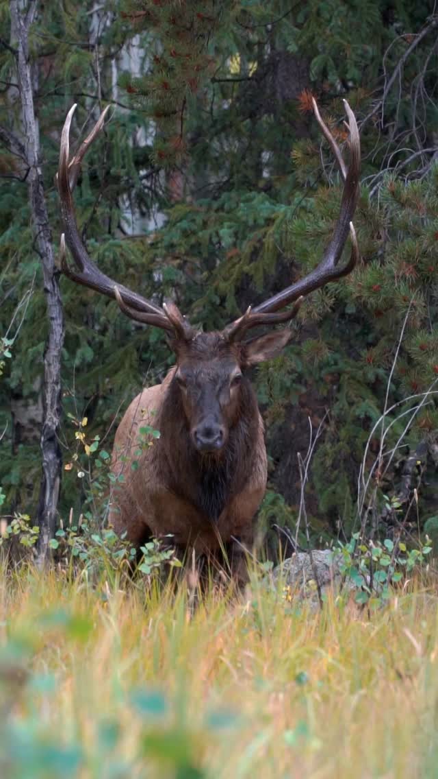 It was a great day to spend the afternoon with this amazing bull elk in Rocky Mountain National Park.. I didn't see him often but when I did he definitely left a feeling I wouldn't forget.
Photography by @ascwildlife
.
.
.
#wildlifephotography #coloradowildlife #rockymountainnationalpark #elk #bullelk