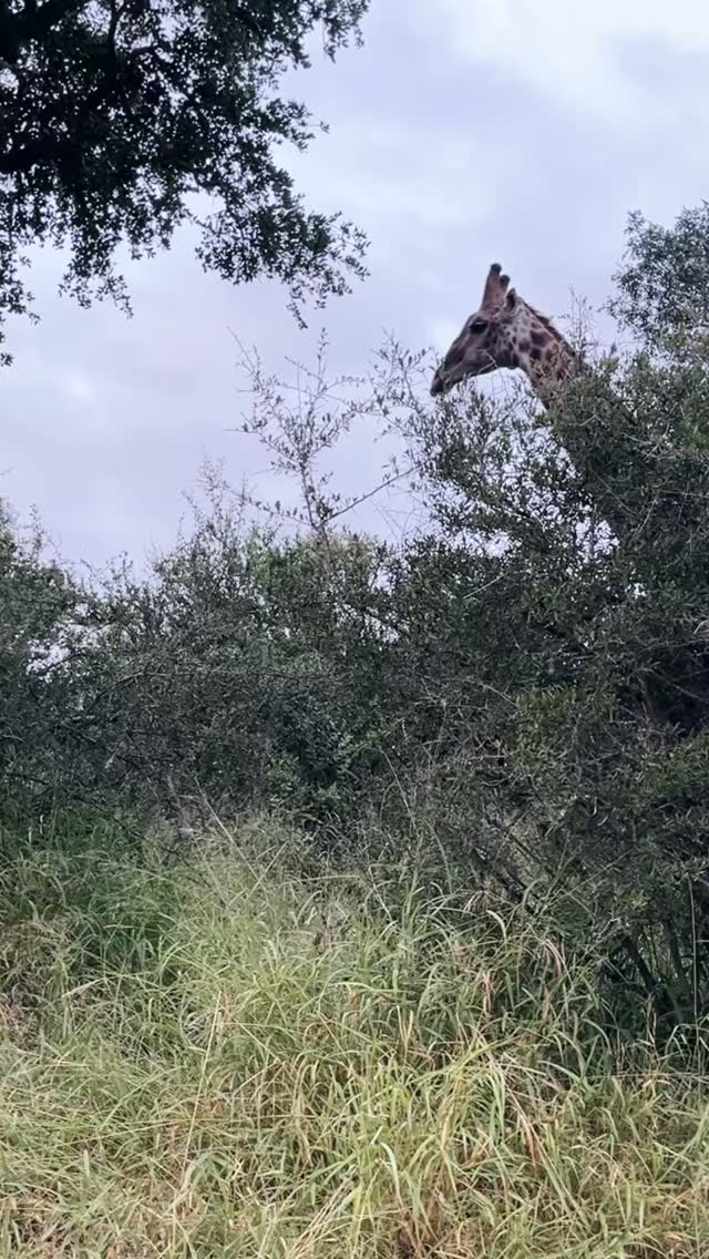 Giraffes are one of those animals that somehow manage to be both elegant and a little awkward, and that’s exactly why we love them.
A few fun bush facts for your next safari chat:
• They only sleep for about 30 minutes a day… total. Power-napping professionals.
• Their hearts are massive, strong enough to pump blood all the way up that famous neck.
• Speaking of necks, they have the same number of vertebrae as we do, theirs are just supersized.
• And despite their height, they move incredibly quietly. One second they’re nowhere, the next they’re towering over a bush, giving you that slow curious stare.
You’ll spot them often around Siviti, browsing on treetops, gliding through the bush, or stopping to watch you for a change.
#safari #africansafari #wildlifeofsa #wildlifesafari #wildlifeofinstagram
krugernationalpark thornybushgamereserve luxurysafari luxurysafarilodge travelsouthafrica southafricasafari big5 conservation thisissouthafrica soulful_moments wildlife