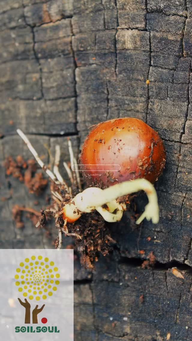 🌱Every plant begins quietly — with a root reaching into the soil. But before it grows, the Soil must be ready. Life always starts small: a seed, a gesture, a handful of soil.
And this is only the beginning of the journey. 🌱
Within our project “SoilSoul” we has started a new collaboration with @sociohabitafunchal , our long-standing and enthusiastic partner. Together with Parque Ecológico do Funchal @pefunchal we also contributed to the creation of compost that will support upcoming ecological activities.
This is just the beginning. Ahead of us lies a “forest” 🌳of initiatives, bringing together ecology, community engagement, and artistic approaches.
“SoilSoul”is part of the SoilTribes @soiltribes – Rooted in Action initiative (Horizon Europe), contributing to the Mission A Soil Deal for Europe.
Run by @natural.farm.shizen together with @focoeuropa
#SoilSoul #SoilTribes #HorizonEU #artemassociation #horizoneu