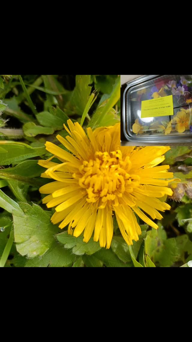 #pissenlit
#recettesauvage
#rendezvousnature
#honfleur