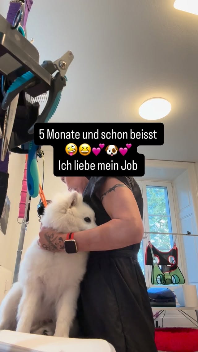 #grooming #spitz #grooming_luzern #luzern #maltese