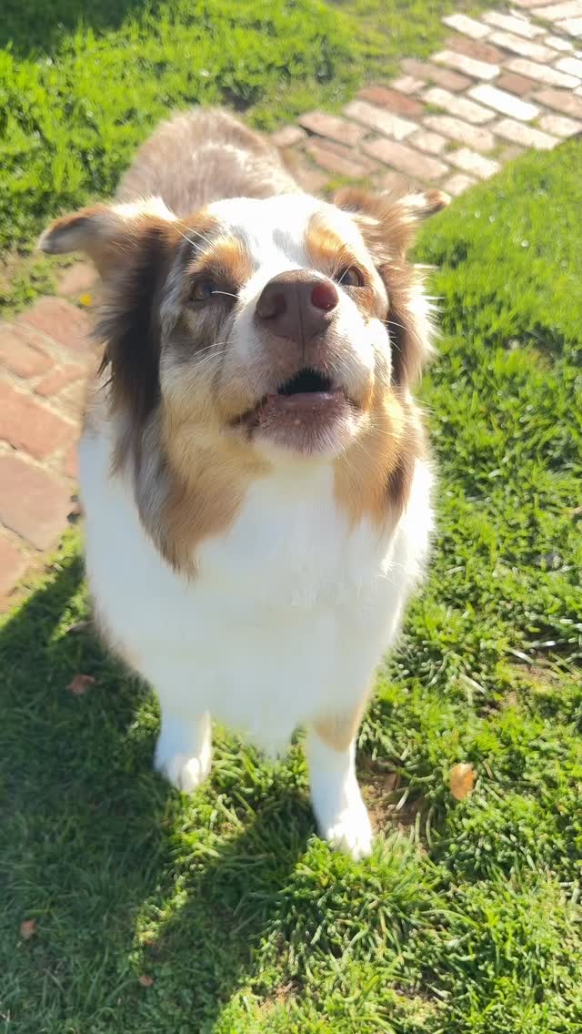 It’s true. Views should equal the likes, right?#dogsofinstagram #mospaws #doglovers #mustlovedogs