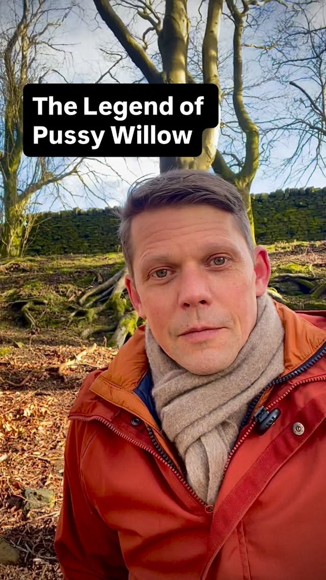 The Story Is Here – The Legend of the Pussy Willow
At last, the tale has arrived.
Beside a quiet river, a story unfolds of kindness, care, and the gentle love of a willow tree who watched over a litter of wandering kittens. It is a tale that reminds us how even the smallest acts of compassion can ripple through the natural world.
In this orally told folktale, we discover the beautiful secret behind the soft silver buds that appear each spring on the willow’s branches.
Listen closely, and the next time you see a pussy willow, you may remember the story it carries.
#storytelling #storyteller #naturefolklore #dannyenglishstories
