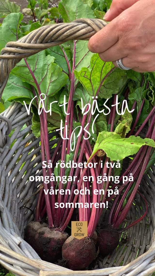 Rödbetor – nu är det dags att så!
Vi har skrivit ett blogginlägg om hur du lyckas med dina rödbetor – från sådd till skörd. Läs inlägget via länken i vår bio🌱
