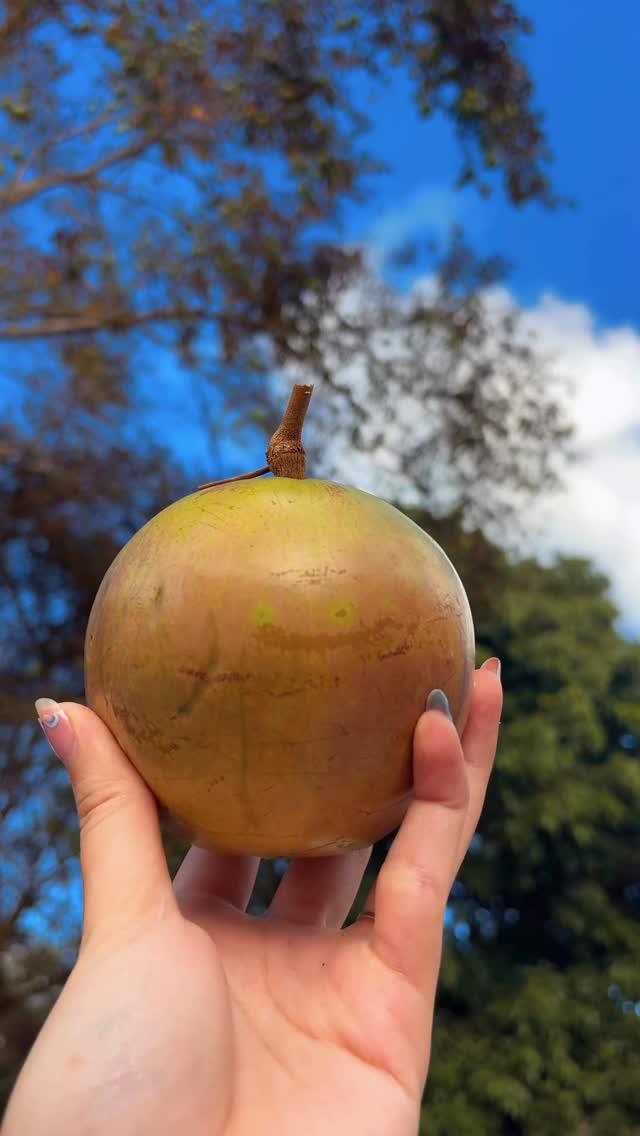 Miami tropical agroecology in action ๐ฟโจ
Star apple (Chrysophyllum cainito) is a nutrient-dense Caribbean fruit known for its creamy latex-like pulp and antioxidant-rich purple skin.
Regeneratively grown in the Redlands โ taste the tropics with intention. ๐ฆ๐
Follow for more farm discoveries.