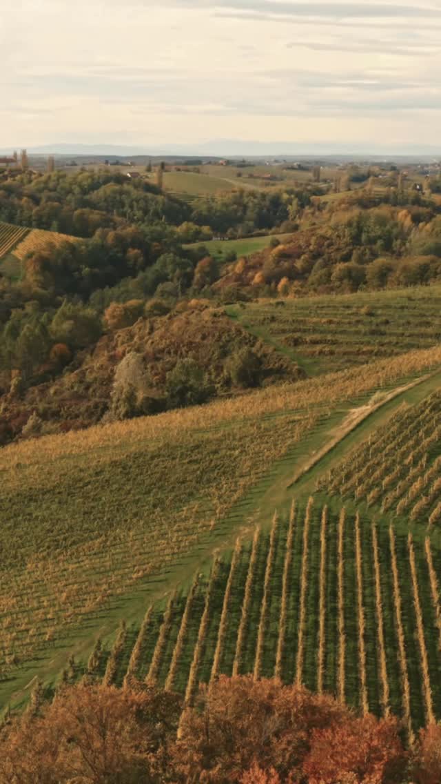 Os presentamos La Révolte des Vignerons en Tierra, un ciclo de catas dedicado a viticultores que están reinterpretando sus territorios y variedades con una mirada nueva. Tres encuentros para descubrir proyectos, paisajes y vinos con identidad.
📅 13 de marzo — Nueva Generación Ribera del Duero
Empezamos con Dominio de Greda, un proyecto que pone el foco en el origen y en el trabajo con pequeñas parcelas.
En esta cata probaremos 4 vinos procedentes de diferentes parcelas de viticultores de la zona, para explorar cómo el paisaje, el suelo y la viticultura influyen en cada vino.
📅 27 de marzo — Révolte de Vignerons en Francia
Una mirada a la nueva ola de viticultores franceses que están revolucionando regiones históricas con enfoques más artesanales y personales.
Degustaremos 6 vinos seleccionados, en una cata guiada por Gonzalo Elorza y Xavier Saludes.
📅 15 de abril — Trepat: la Pinot del Mediterráneo
La uva Trepat, emblema de Conca de Barberà, será la protagonista de esta sesión.
Una variedad delicada, fresca y llena de matices que muchos llaman “la Pinot del Mediterráneo”.
Cataremos 6 vinos presentados por el propio viticultor Ricard Foraster.
Tres catas, tres territorios y muchas historias detrás de cada botella.
🎟️ Plazas limitadas.
🌐 Reserva en nuestra web.
