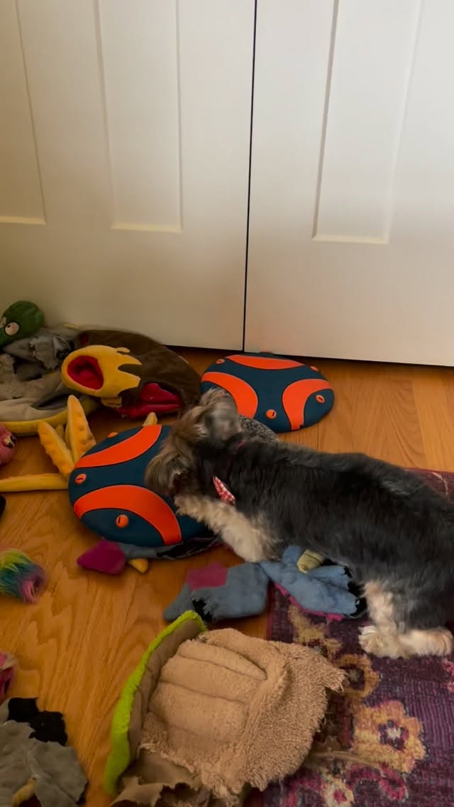 Goodbyyyyyeeeeeee!
#petsitter #asheville #dogsitter #yorkie #toys