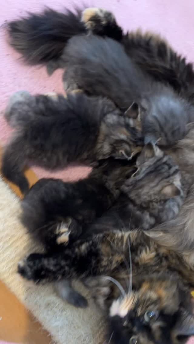Melkbar geopend ๐คญ
Litter O!
Jadore x Fluffy