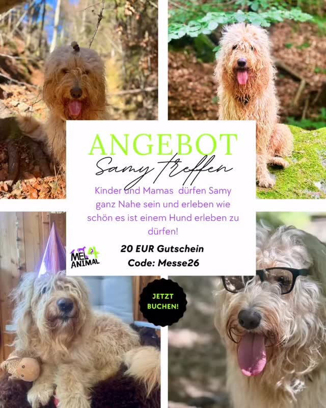 Samy treffen ❤️ Angst verlieren 🌞 #mel4animal #veldenamwörthersee #worldsamys #einwahrerfreund