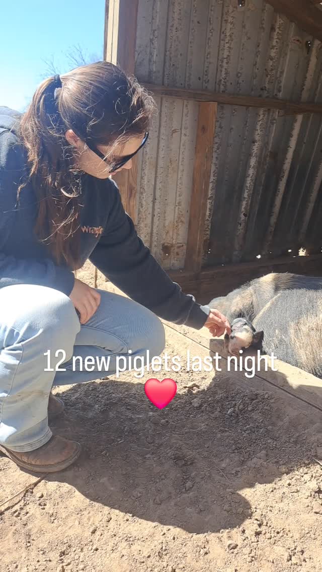 Woke up to 12 more piglets ❤️
#farmtotable #pasturedpork #knowyourfarmer #pastureraised