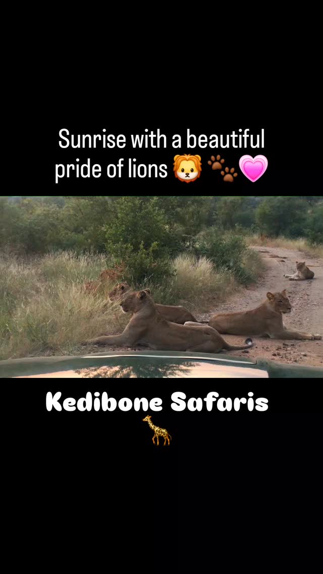 Sitting quietly somewhere in the bush watching the sunrise with this beautiful pride of lions.
Safari life at it's best!
Contact us to book your ultimate Kruger Safari:
info@kedibonesafaris.com
+27615031268
#kedibonesafarifamily
#krugernationalpark
#nature
#gamedrives
#wildlife