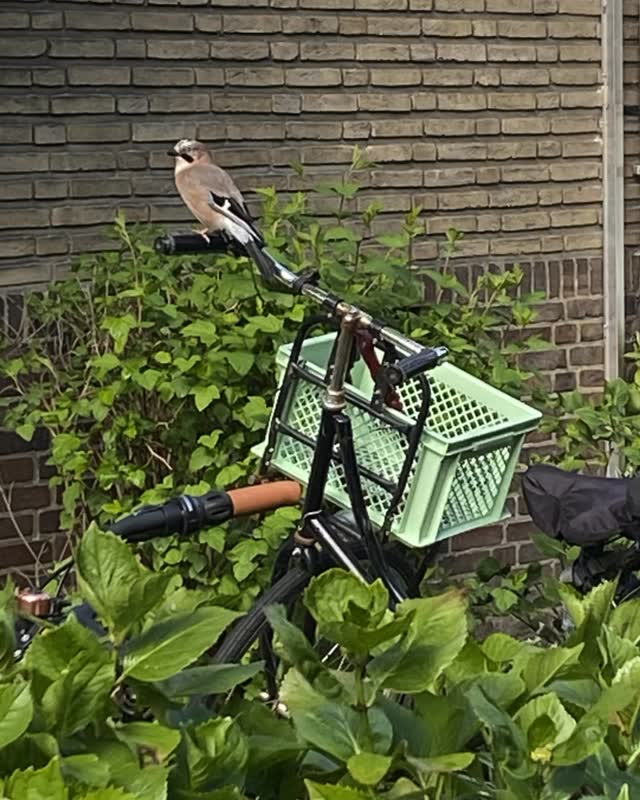 A reminder to slow down and notice the little things. ❤️ Spotted in Bezuidenhout today. 🦜🥰
.
.
.
With Bezuidenhout Social Club we are creating moments…
Moments…to pause, to meet others, to share, to exchange… thoughts, information, inspiration, ideas, experiences…
If you’d like to join one of our upcoming gatherings, you’re always welcome. 🫶
#BezuidenhoutSocialClub
#Bezuidenhout
#TheHague
#NeighbourhoodMoments
#InternationalCommunity