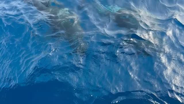 Pilot whales and their calves are one of the most beautiful sights in the ocean. 🐋 The little ones stay close to their mothers as they learn and grow within their family group. A magical moment to witness in the wild.
#bluejacksail #tenerifetag #whalewatching #naturelovers #canaryislands