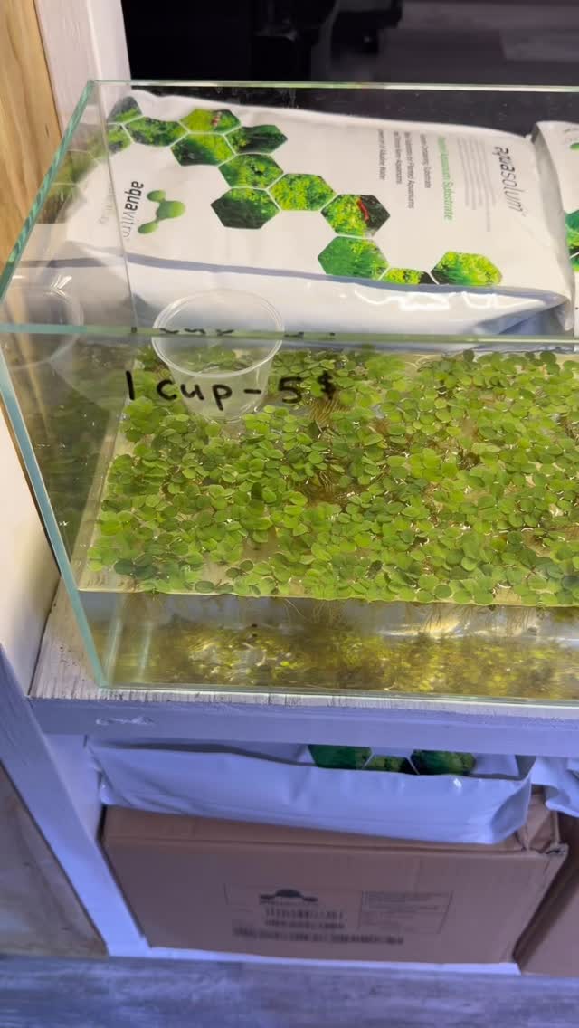 🌿 Fresh Plant Restock! 🌿
Our plant tanks are full again with a bunch of fresh arrivals. Plenty of great options for planted tanks of all kinds.
Swing by and check them out before the best ones are gone!
Open today 11–6 PM EST. #reeftank #aquariumhobby #plantedtank #fishtank #undertheseanc