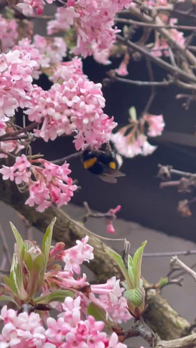 Wir bereiten gerade selbstgemachte Frühlingsgestecke für euch vor! 🌷
Diese könnt ihr am Samstag bei unserem Frühlingsmarkt erwerben 👏🏻🫶🏼🌸
#frühling #selfmade #teamramerth