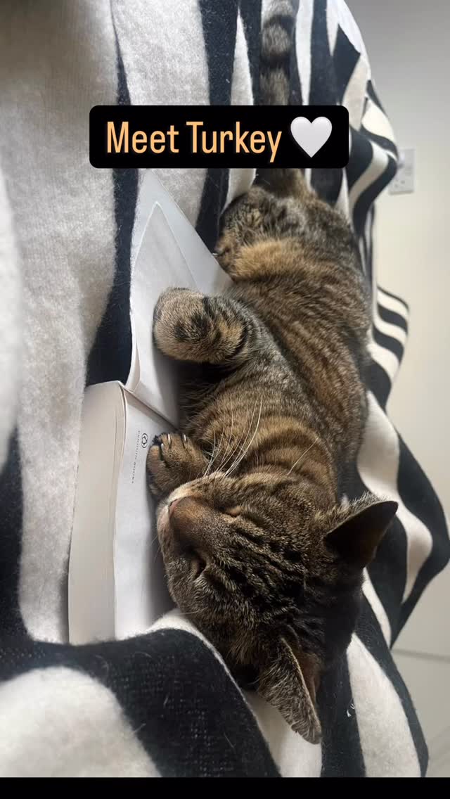 Meet Turkey, a cat who never got an adoption post. 💔
Instead, he got something just as important: a warm foster home, dedicated medical care, and love in his final days.
LICK is a no-kill rescue, and we love sharing the happy moments - the cats who are ready for their forever homes. But when you help many sick and vulnerable cats, not every story ends the way we hope…
Turkey arrived unwell, and although our volunteers and vets did everything they could, his treatment eventually stopped working and we ran out of options.
These moments are incredibly tough for our volunteers and fosterers, who give their hearts to every cat they care for. 🖤
Thanks to them, and to your support, Turkey’s final chapter was filled with comfort, kindness, and gentle morning head bumps.
Every cat deserves that. 🐾