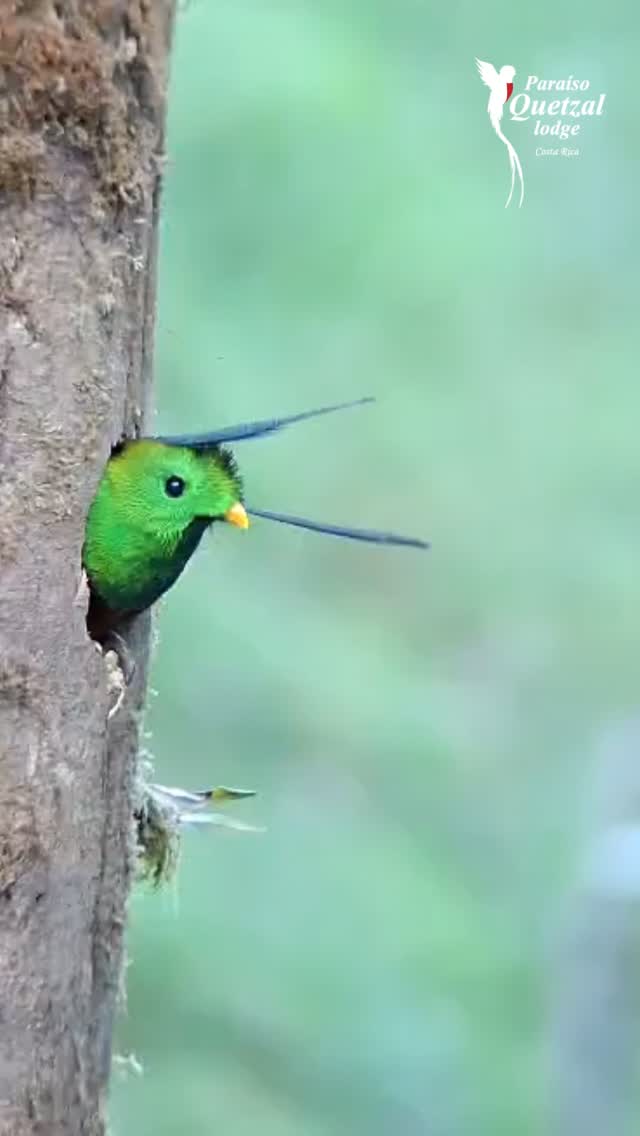 ¡El bosque nos regala sus primeras señales! 🌿✨ Es oficial: el primer nido de la temporada ha sido inagurado. Ver a este Quetzal adulto asomándose desde su hogar es la señal que tanto esperábamos para confirmar que la vida vuelve a florecer en nuestras montañas. 🦜🏠
No se trata solo de un avistamiento; es celebrar que el ciclo se renueva y que somos testigos de la magia de la conservación. ¡Bienvenida la temporada 2026! 💚
🗓️ Tours disponibles todos los días. Ya sea que seas un fotógrafo profesional o un amante de la naturaleza, este es el momento de visitarnos.
📲 Reservá tu espacio ahora por WhatsApp: 8392-8298
📍 Paraíso Quetzal Lodge, el hogar de la joya esmeralda.
🎥 Registro de este momento tan especial por: David Céspedes
#ExploraParaisoQuetzal #VidaSilvestre #Quetzal #BosqueNuboso #CostaRica #Naturaleza #Conservacion #TemporadaDeQuetzales