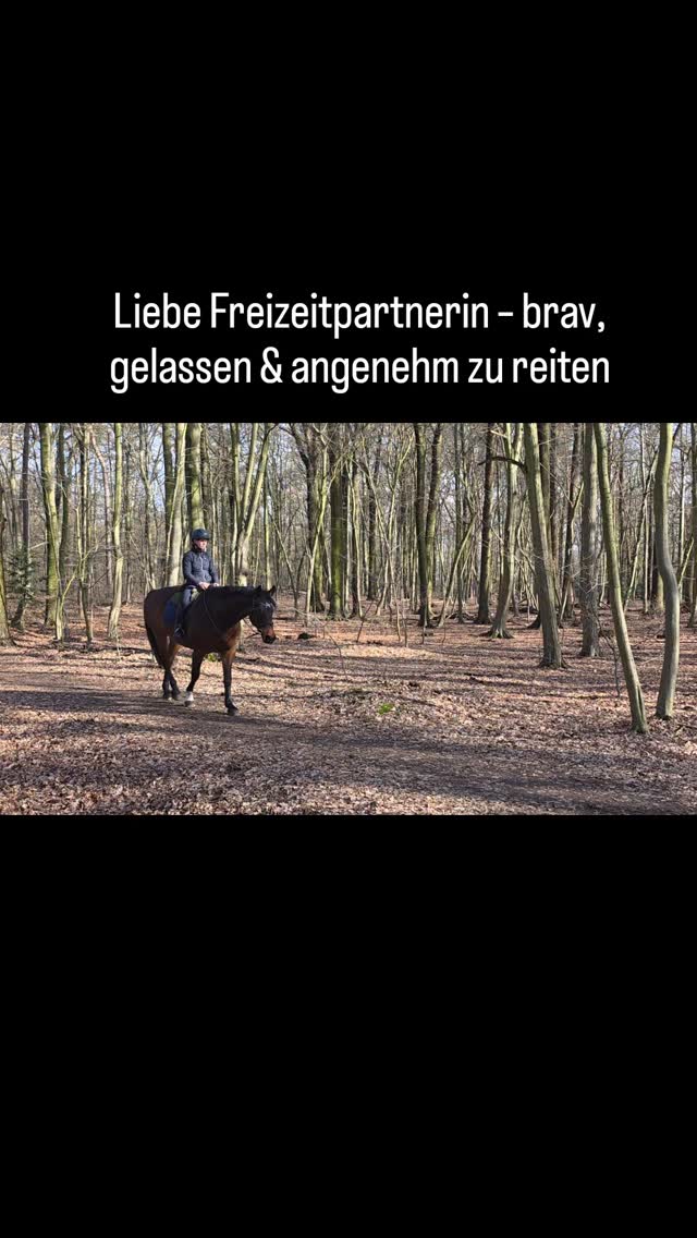 Nicht jedes gute Pferd muss ein großes Sportpferd sein.
Diese sympathische Stute sucht ein neues Zuhause als zuverlässige Freizeit- und Allroundpartnerin.
Sie zeigt sich sehr brav im Umgang, angenehm zu reiten und gelassen im Gelände. Auch kleine Sprünge absolviert sie gern.
Ein ehrliches Pferd für Reiter, die einen verlässlichen Partner für entspannte Ausritte und abwechslungsreiche Arbeit suchen.
📍 Nähe Braunschweig
📩 Weitere Infos gerne per PN
