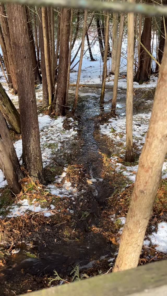 #TrackTipTuesday #TTT Keeping your paddocks dry through the spring melt is all about good drainage. Ours drain naturally into the forest, keeping footing safe and horses happy!
#NatureDrainage #TrackSystem #SafeFooting