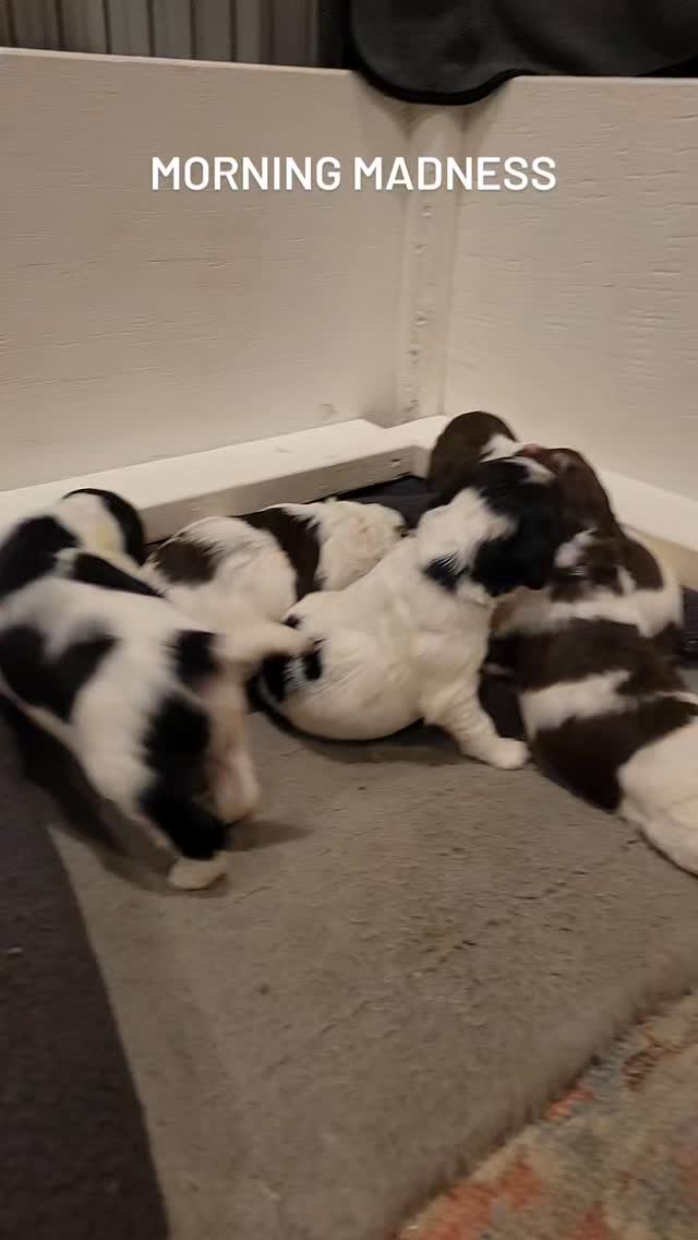 #puppy #dog #spaniel