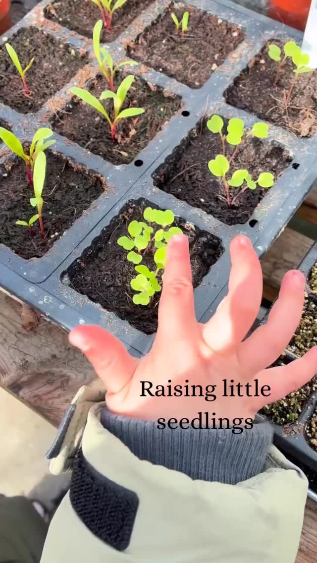 👩🏽🌾 Little seedlings 🌱
Two simple words. That’s exactly what motherhood feels like… Planting tiny seeds, nurturing them with love, patience and time, and watching them grow in their own beautiful way.
The garden reminds me every day that growth doesn’t happen overnight. It needs care, warmth, and a little bit of magic.
Just like our children.
Happy Mother’s Day to all the mums, grandmas and mother figures growing their own little seedlings.
#thegranarygarden #mothersday #littleseedlings #growingtogether #motherhood