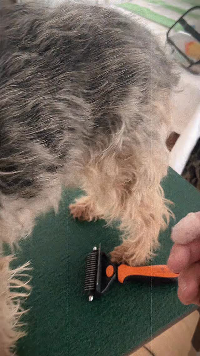 Hand stripping is something I truly love.
When a wire-haired dog is hand stripped, the coat comes back to its natural texture and the dog begins to look the way the breed was meant to look. It’s a slow, handcrafted process — almost like meditation.
If grooming is done only once or twice a year, it can take many hours because the coat needs a lot of work.
But when it’s done regularly, about once a month, the process becomes much easier and the dog always looks beautiful and well-maintained.
Regular grooming isn’t just about appearance.
It helps your dog feel comfortable, healthy, and confident too.
Consistency makes everything better — for the dog, the owner, and the groomer.
#handstripping #terriergrooming #groomingathome #borderterrieroftheday #groomingmanhattan