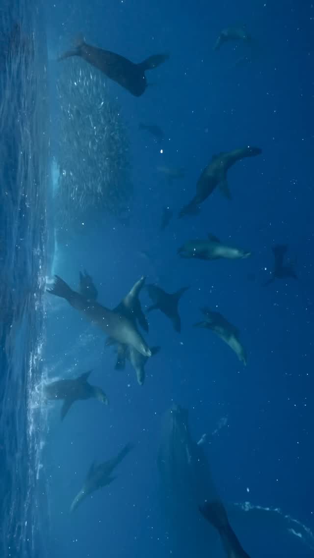 The ocean is a crazy place sometimes!
Take me back to the Pacific Ocean where sardine baitball thrive and humpback whales make sure they are seen!
@nomad_diving
#humpbackwhales #baitballs #pacificocean