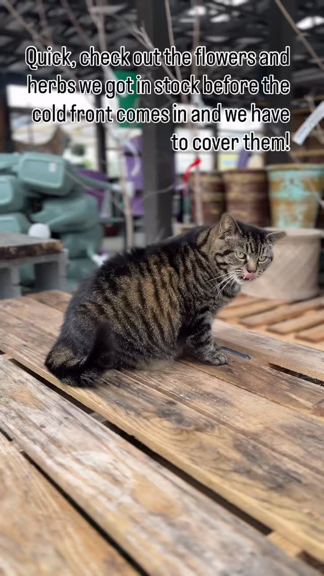 Myrtle says come quick! 🐾🌿
A short cold snap is coming, so we’ll be covering our flowers and herbs for a few days. Grab yours before they get tucked in!
#ShopLocal #GardenCenter #Herbs #FlowerSeason #BarnCat