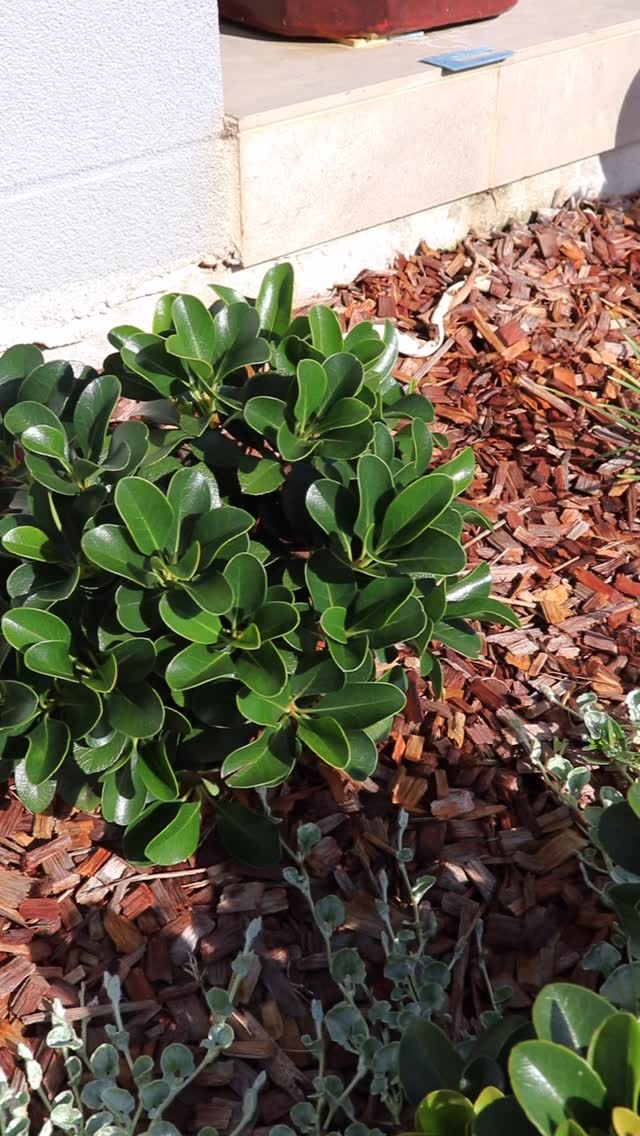 This garden was designed to add softness and greenery to the front of the home, creating a welcoming first impression from the street. Thoughtful planting and clean finishes keep the space looking tidy, low-maintenance and in harmony with the home.
Sometimes the smallest spaces can make the biggest difference ✅
#frontyard #facade #southwestrocks
