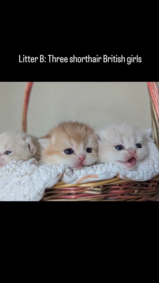 Meet litter B: Beany, Bianca and Beatrice. I Hope that these girls will look like their mom: cobby and plush. Can't wait to see them develop.
#britishkitten #britishshorthair #newbornkittens #catlovers #kittenoftheday
