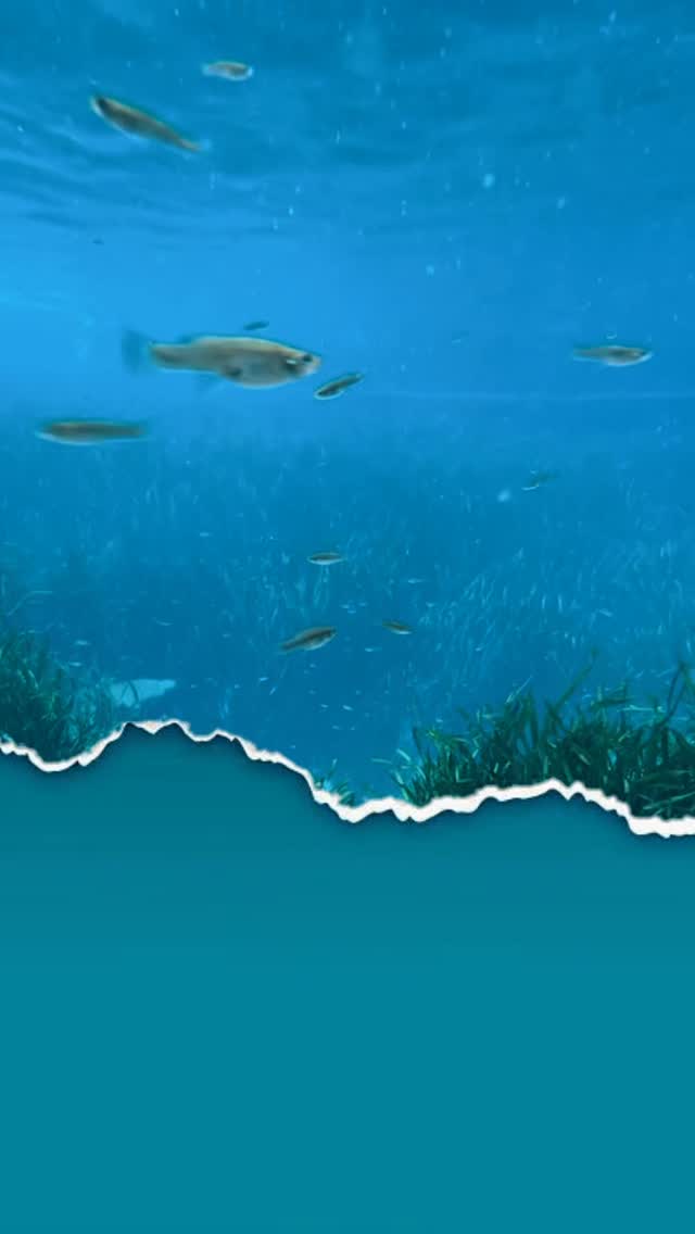 🌊 Spring Break Mermaid Duo Special 🧜♀️👯♀️
Dreaming of attending the Emerald Waters Dream Retreat but didn’t want to go alone?
Bring a mermaid friend and attend for $1100 per person + taxes when sharing one of the remaining king rooms.
✨ Swim in Destin’s emerald waters
✨ Mermaid workshops & ocean adventures
✨ Professional photography
✨ A magical weekend of connection, growth, and mermaid energy
📍 Destin, Florida
📅 April 24–27
Only a few rooms remain.
Tag the mermaid you’d bring with you. 🌊
DM for more Info 🩵