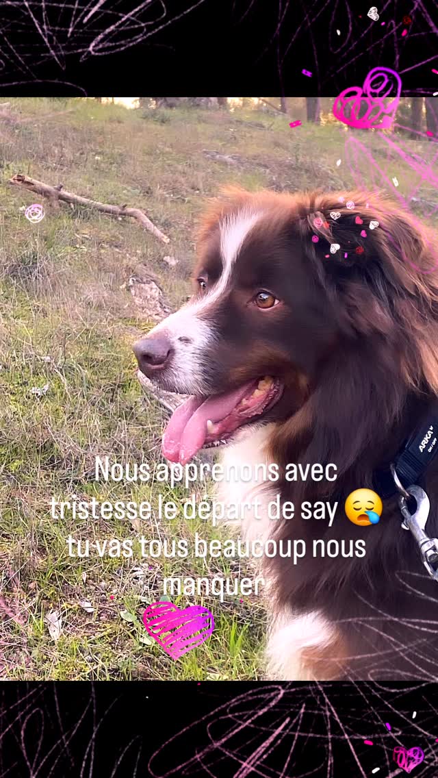 Mon say repose en paix au paradis des toutous 🙏#bergeraustralien #maladie 😪😪