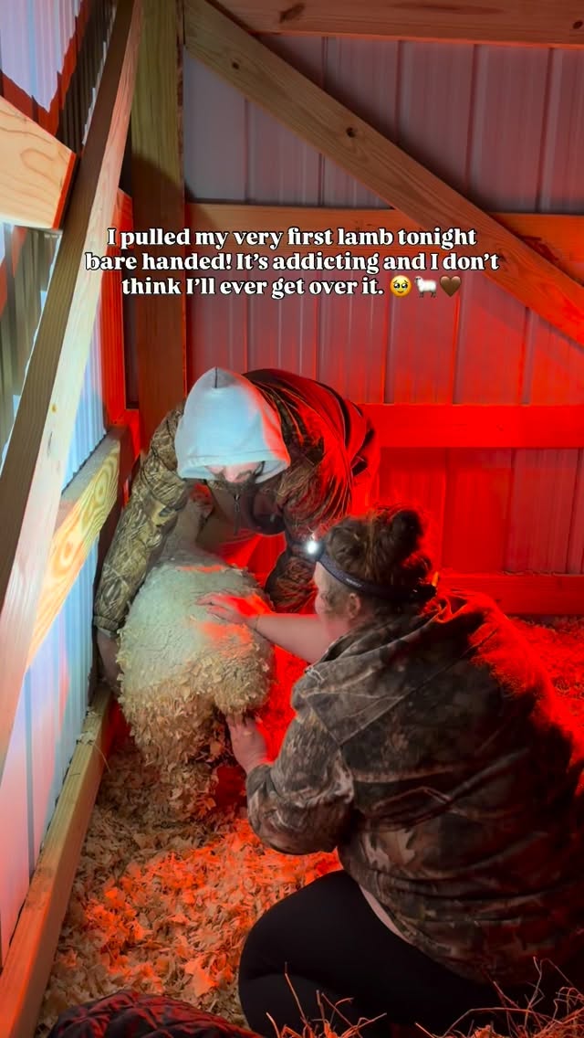 One of the most awesome moments I’ve ever experienced. Praising the Lord for a healthy mama and babies. 🤎🐑🥹
#farm #homestead #farmlife #sheep #lambingseason
