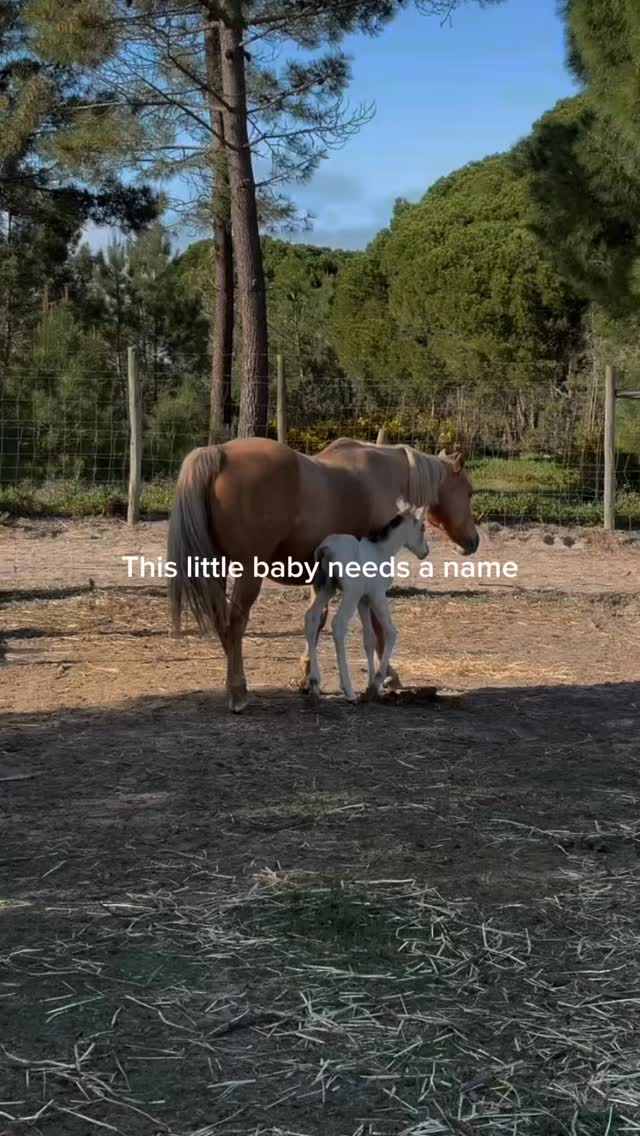 🐴✨ A new chapter begins…
Perla, our Golden Barbie, elegance in motion, has just become a proud mother. From Spain to Meco, she has brought her light, her calm, and her gentle heart — and now a little foal joins her journey.
This baby has already stolen our hearts, and we need your help to give him a name.
Comment your suggestion on our latest contest post, tag your friends, and help us celebrate the arrival of this little star. 💛
What would you name him? 🐎
#foal #praiadomeco #lisbonadventures #horseridingportugal #contest