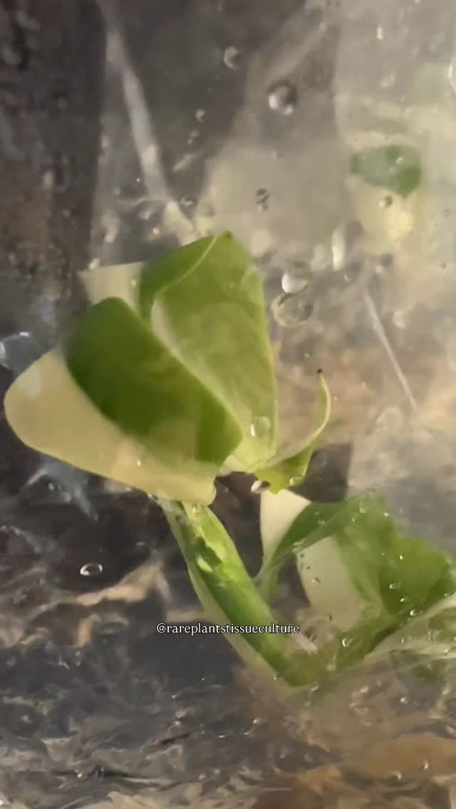 It can’t be done, they say
#holdmybeer #monsterahalfmoonvariegata #monsteraalbovariegata