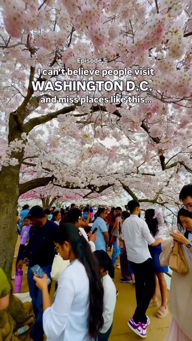 Great tips by @journeyby_jacq
*The National Park Serviced predicted peak Cherry Blossom bloom is March 29- April 1st!!
Most people head straight to the Tidal Basin for the cherry blossoms and yes, it’s worth seeing. But I had way more fun renting an e-bike and cruising around Hains Point.
if you want to avoid the crowds, you can find cherry blossoms and other spring blooms all over the city…
🌸 Cherry Blossoms
Tidal Basin
East Potomac Park / Hains Point
National Mall
National Arboretum
Stanton Park
Congressional Cemetery
🌸 Saucer Magnolias
Enid A. Haupt Garden (Smithsonian Castle Garden)
U.S. Botanic Garden
National Arboretum
Rawlins Park
🌷 Tulips
U.S. Capitol Building
National Gallery of Art Sculpture Garden
Bartholdi Fountain (U.S. Botanic Garden)
Netherlands Carillon (Arlington)
💜 Wisteria
Dumbarton Oaks Gardens
Hillwood Estate, Museum & Gardens
Georgetown (35th St & Prospect St NW)
#cherryblossomdc #cherryblossom #cherryblossomfestival