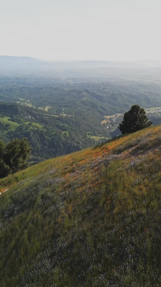 Fig Mountain Superbloom April 2023
Hoping for a big one this year 🤞
Native wildflowers stealing the show: California Poppies & Lupine 🤩