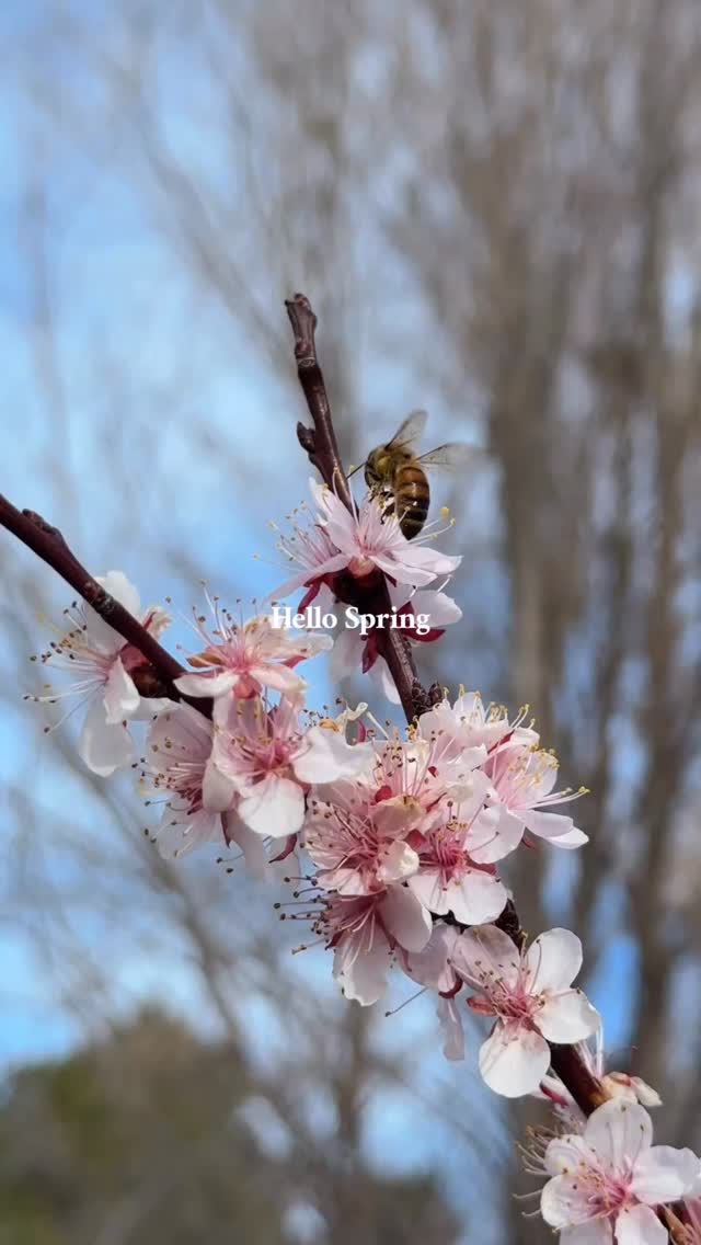 I always love watching the gardens wake up. The bees come out to drink and eat. It’s fills my heart with song.