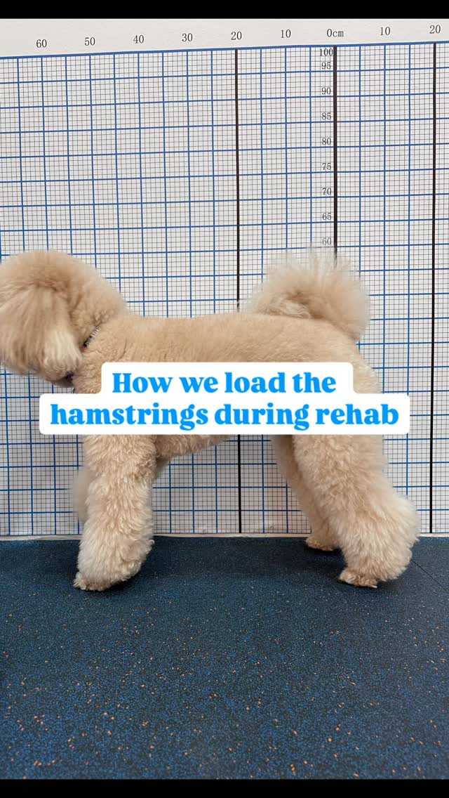 Following up on our muscle highlight post.
Here are examples of how we load the hamstrings during rehabilitation ā depending on assessment findings, pain levels, and stage of recovery.
The hamstrings are not just āpower muscles.ā
They play a key role in deceleration, knee control, and push-off during gait.
The same exercise can help one dog ā and overload another.
This is why exercises are never prescribed in isolation.
Movement quality always comes first.
šØ For educational purposes only. Not a substitute for a physiotherapy assessment.
#nimblepawspet #caninerehab #sgdogs #movementmatters #dogphysio