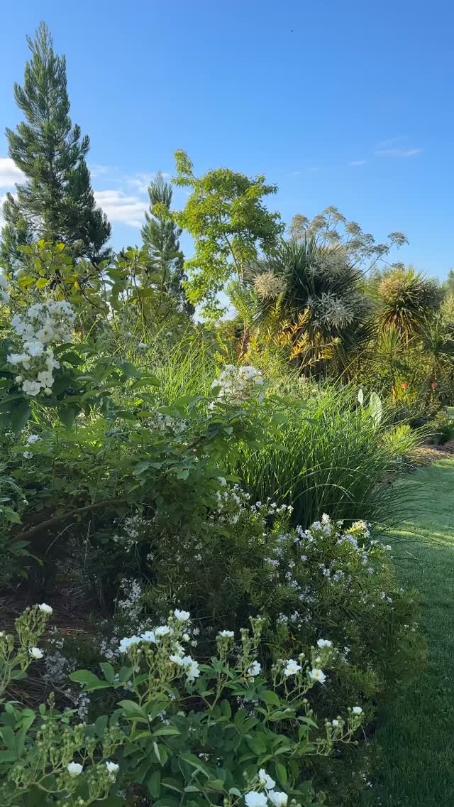 Mai un mois béni, il fait bon les feuillages sont frais, l’herbe verdoyante et les roses parfaites
Et puis il faut vite profiter de l’été qui s’installe, s’enivrer de verdures de couleurs et de gazon épais
🌱Le mois de mai est celui des roses et le début d’un flot continu de fleurs jusqu’à l’automne
🌸la chaleur du sud des landes plaît aux fleurs subtropicales qui enchantent les jardins tout au long de l’été
Jardin des barthes classé remarquable un des plus beaux jardins de France sud des landes aux portes du pays basque
#garden #jardinexotique #jardin #nature #roses
