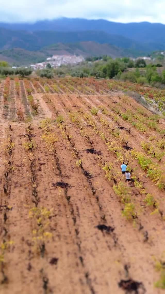 🔥 Arriba la Montsant Wine Run, una experiència on córrer entre vinyes es converteix en una festa: paisatges de Montsant, camins únics, vins del territori i un ambient brutal que no trobaràs en cap altra cursa.
Aquí vens a moure’t, sí… però també a gaudir, tastar i brindar a cada pas. Tant si corres com si camines, el ritme el marques tu.
Benvinguts a la cursa on l’esport i el món del vi es troben. 🍷🏃♀️
🍷 @cellercornudella
⚙️ @montsantnatura
🧳 @siuranatours
🚚 @thewinetruck
❗El vi és una beguda alcohòlica. El seu consum ha de ser responsable i moderat. Prohibida la venda i el consum d’alcohol a menors de 18 anys, d’acord amb la normativa vigent. L’organització promou un consum conscient i responsable dels productes vinícoles durant l’esdeveniment.
#MontsantWineRun #WineRun #MontsantExperiences